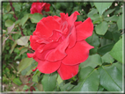 foto Fiori